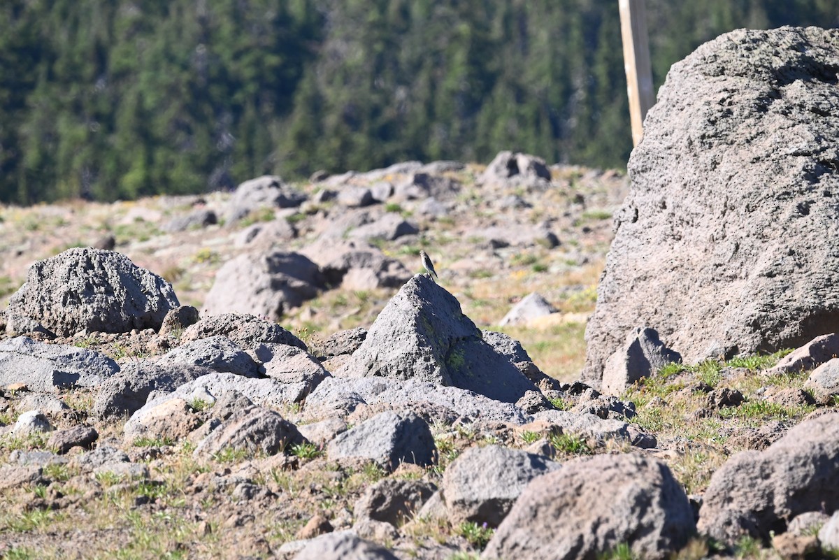 fjellblåfugl - ML639594503