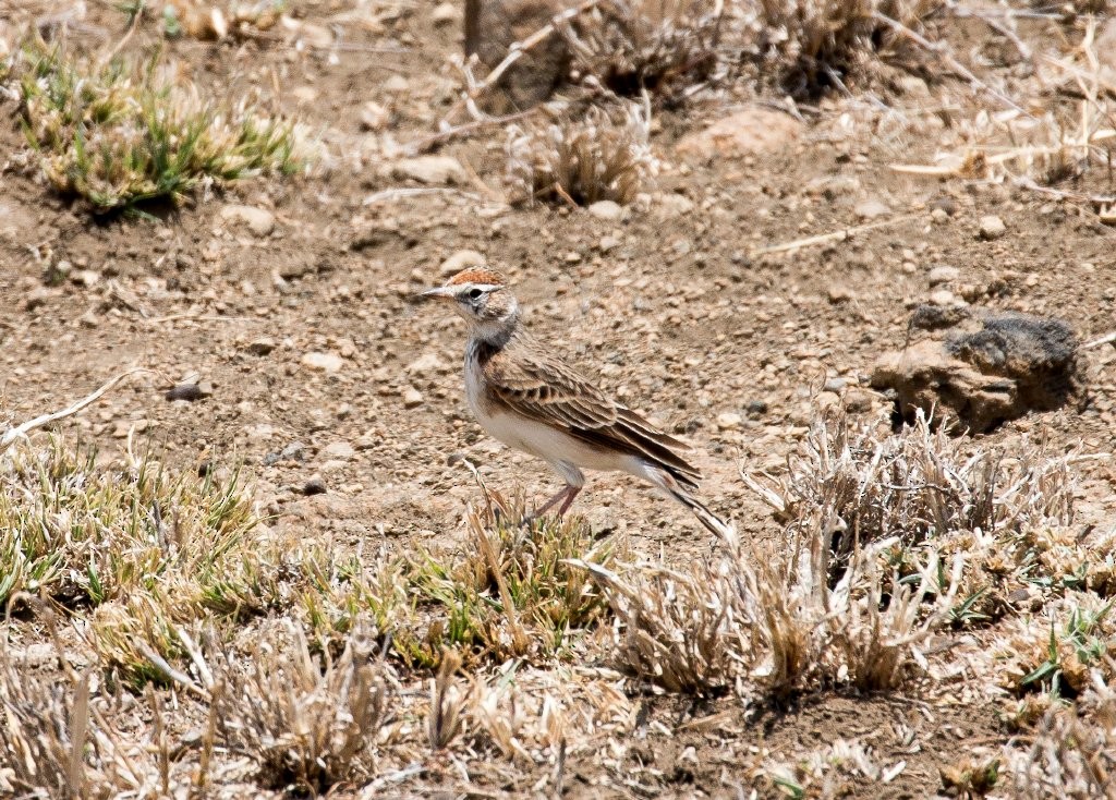 Red-capped Lark - ML63959451