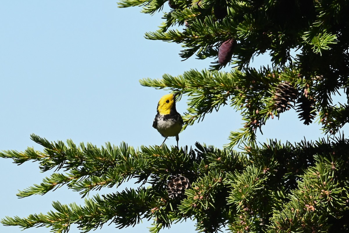 barnålparula - ML639594531