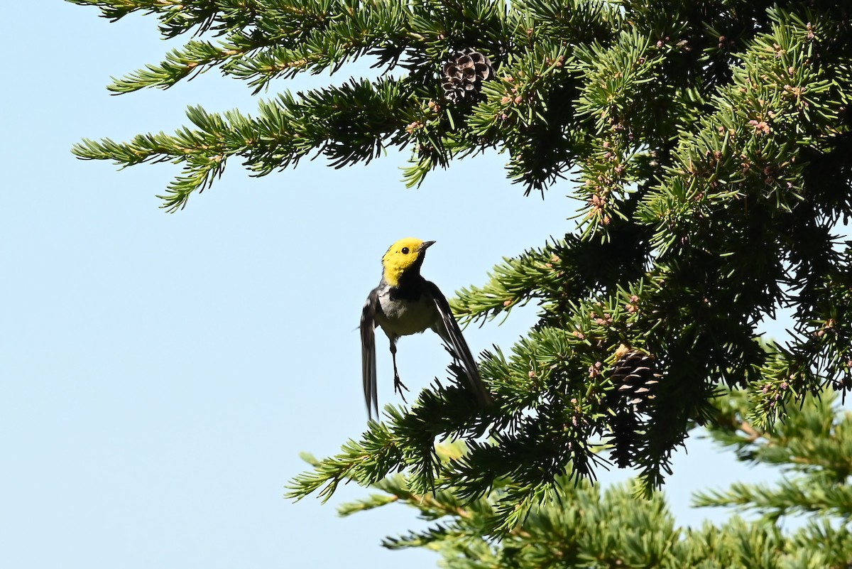 barnålparula - ML639594532