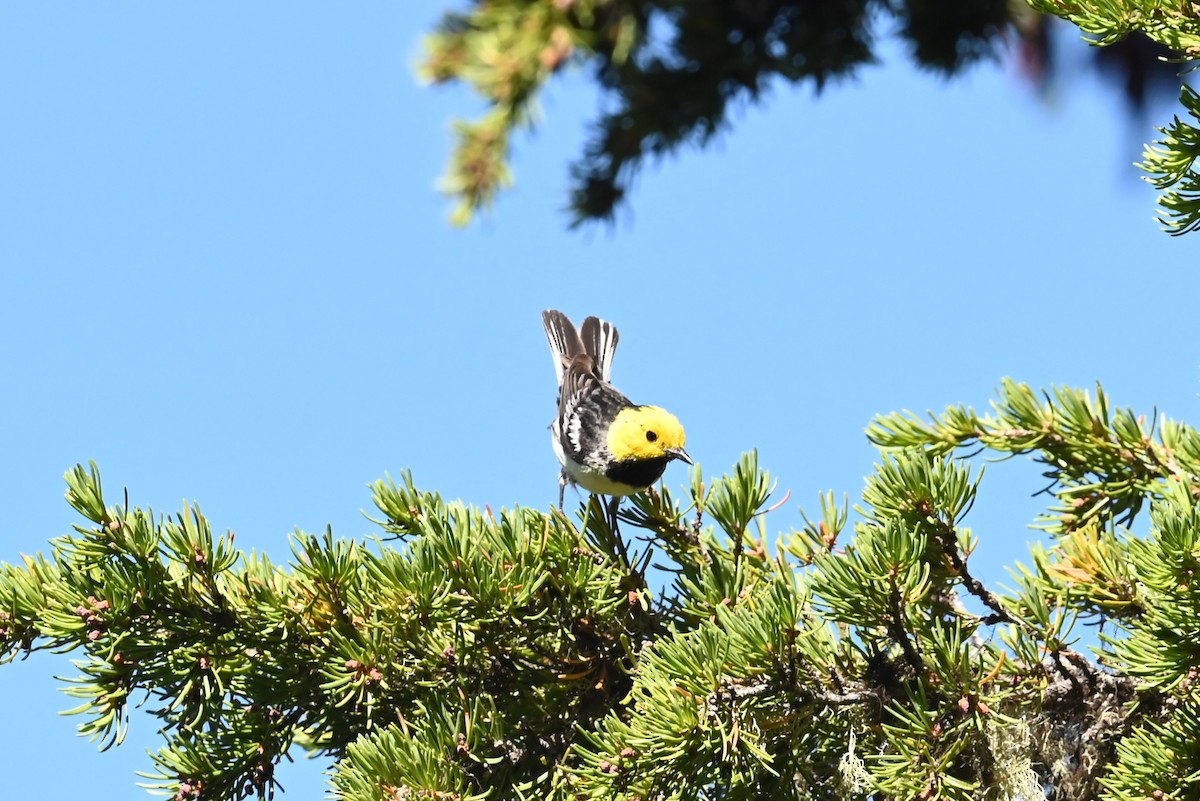 barnålparula - ML639594533