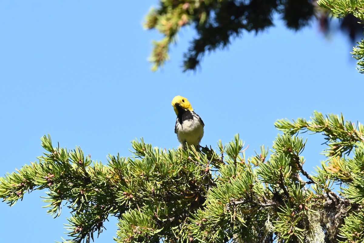 barnålparula - ML639594534