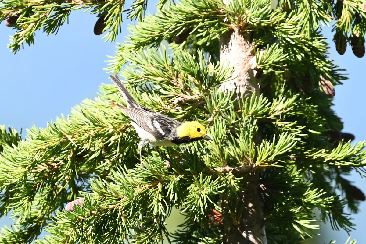 barnålparula - ML639594535