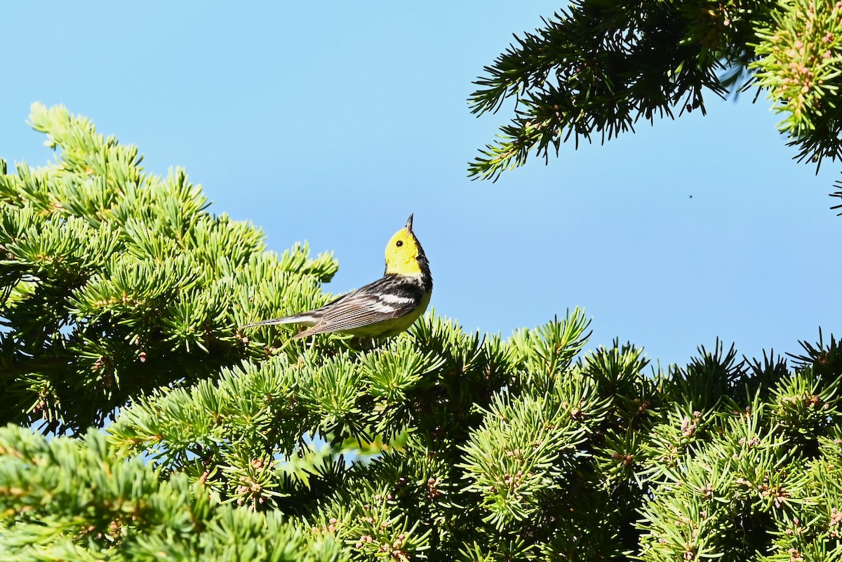 barnålparula - ML639594536