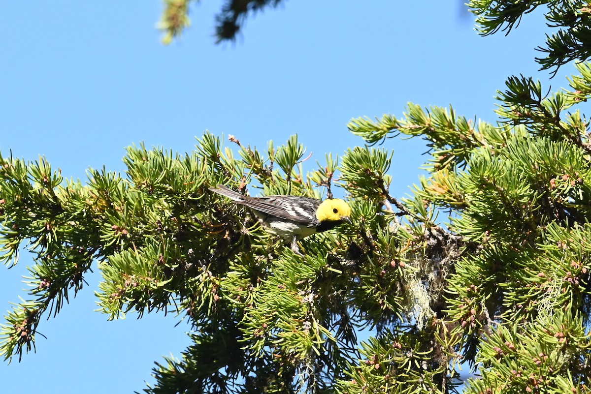 barnålparula - ML639594537