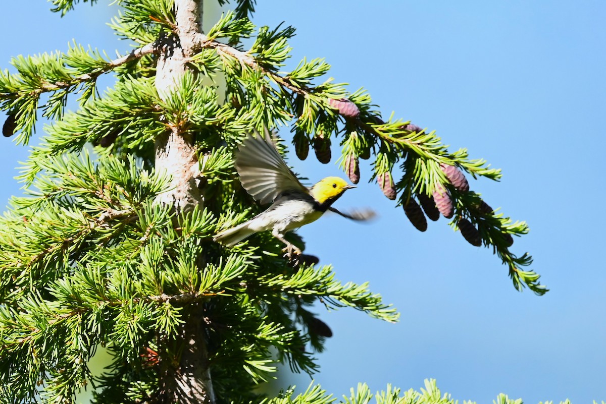 barnålparula - ML639594538