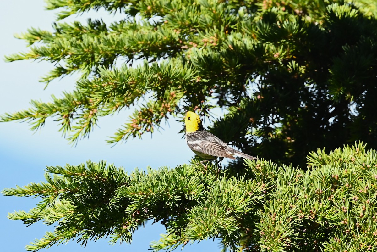 barnålparula - ML639594539