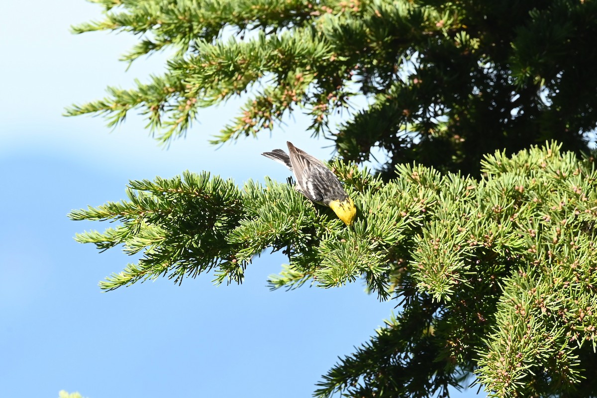 barnålparula - ML639594540