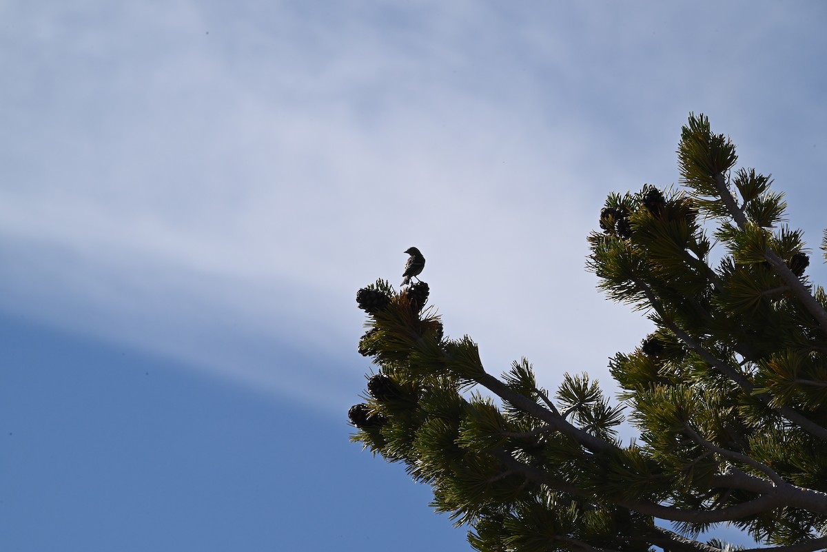 stripesisik - ML639594545