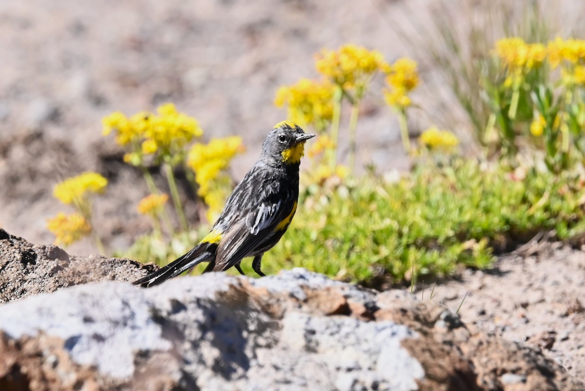 myrteparula (auduboni) (sitronstrupeparula) - ML639594553