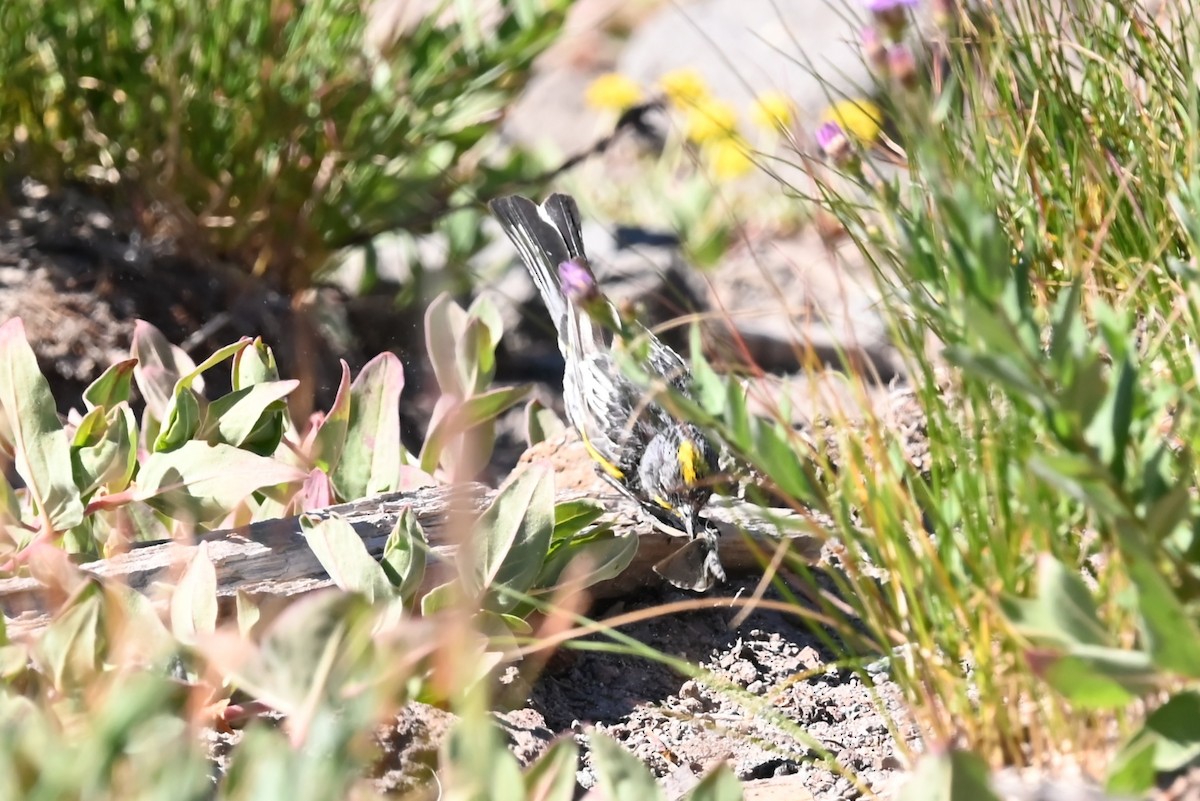 myrteparula (auduboni) (sitronstrupeparula) - ML639594554