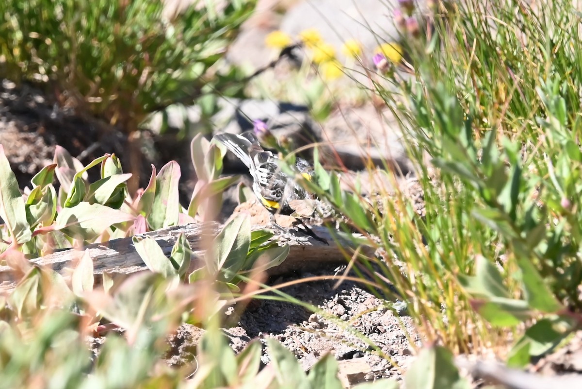 myrteparula (auduboni) (sitronstrupeparula) - ML639594555