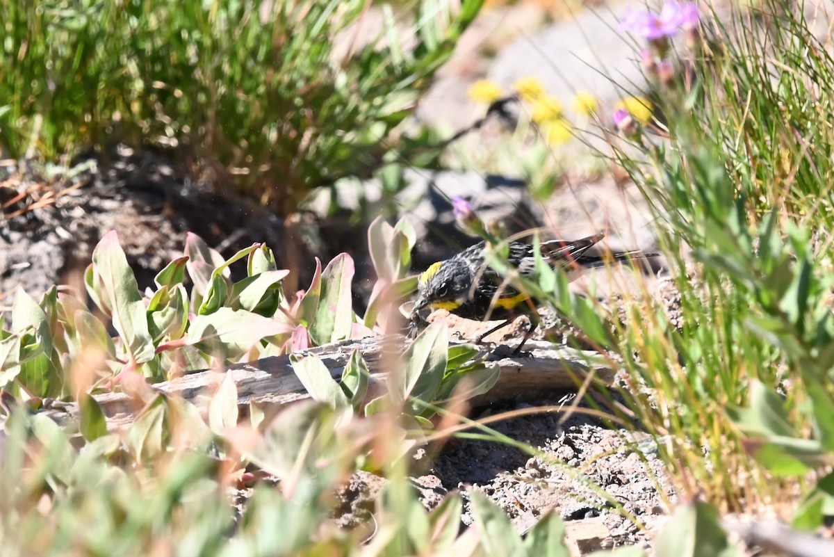 myrteparula (auduboni) (sitronstrupeparula) - ML639594556