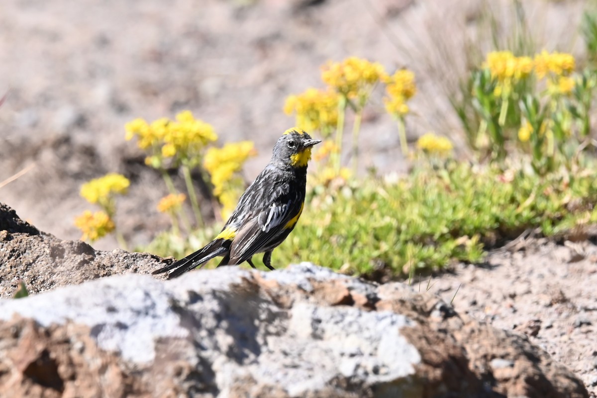 myrteparula (auduboni) (sitronstrupeparula) - ML639594558
