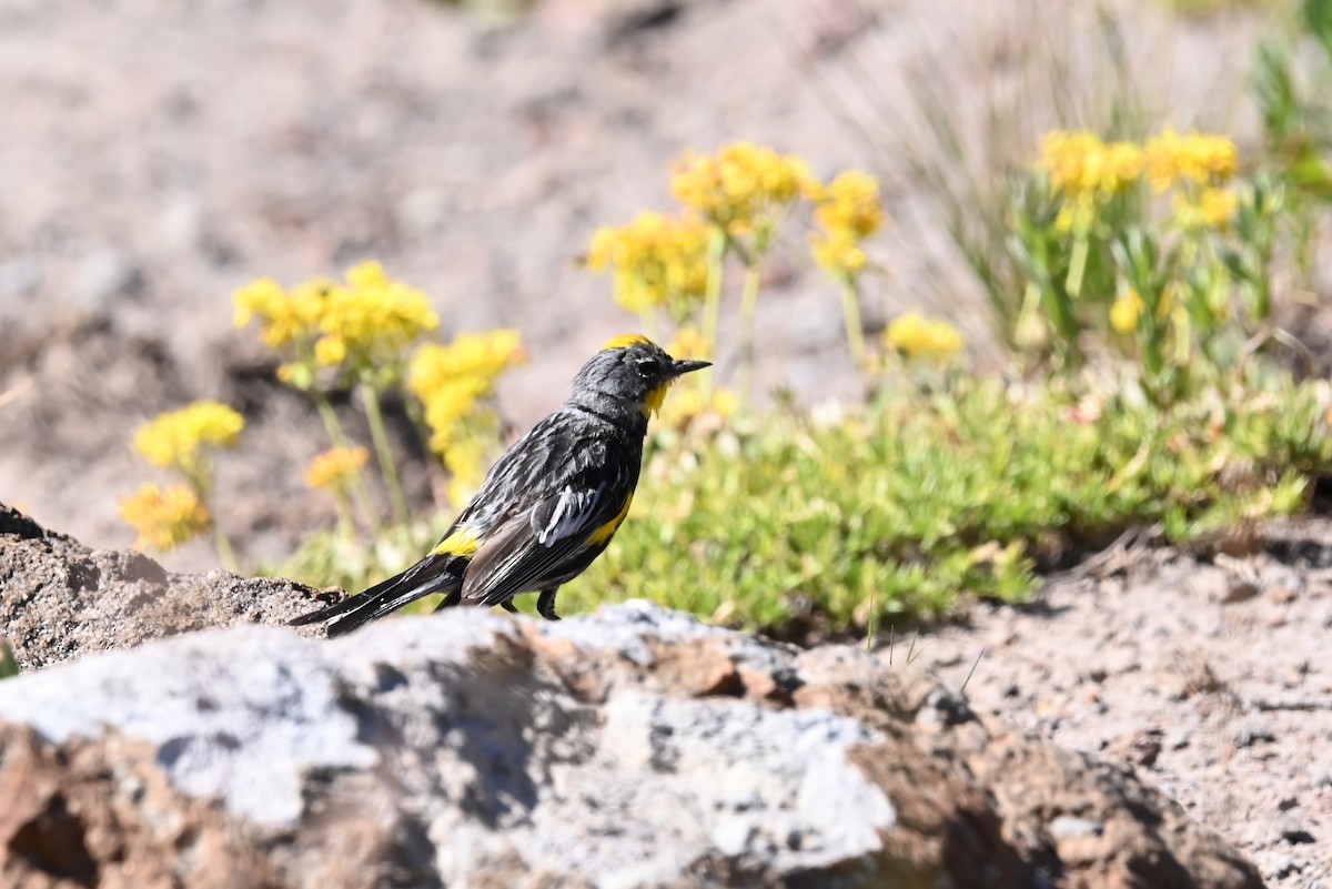 myrteparula (auduboni) (sitronstrupeparula) - ML639594559