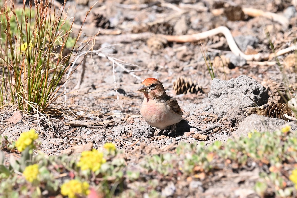 rødkronerosenfink - ML639594567