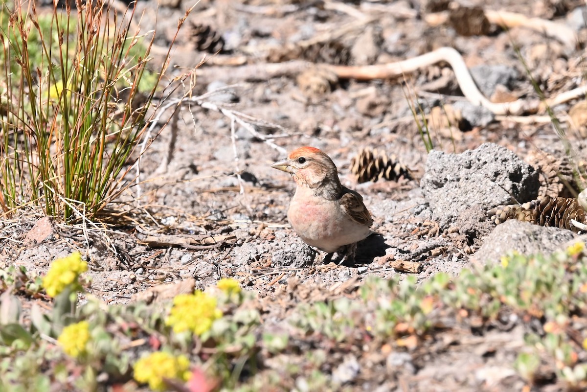 rødkronerosenfink - ML639594568