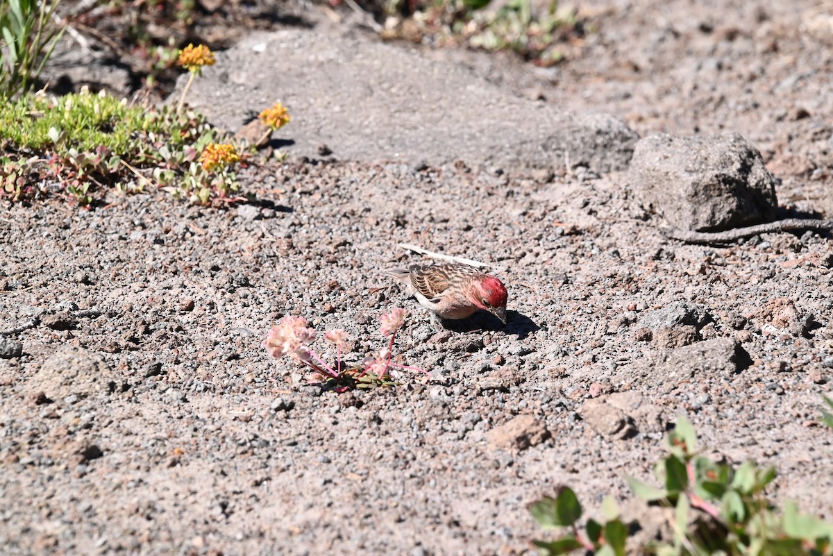 rødkronerosenfink - ML639594570