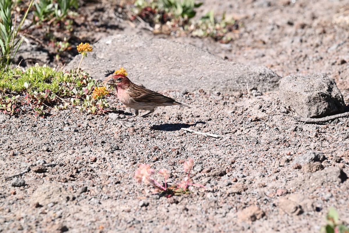 rødkronerosenfink - ML639594571