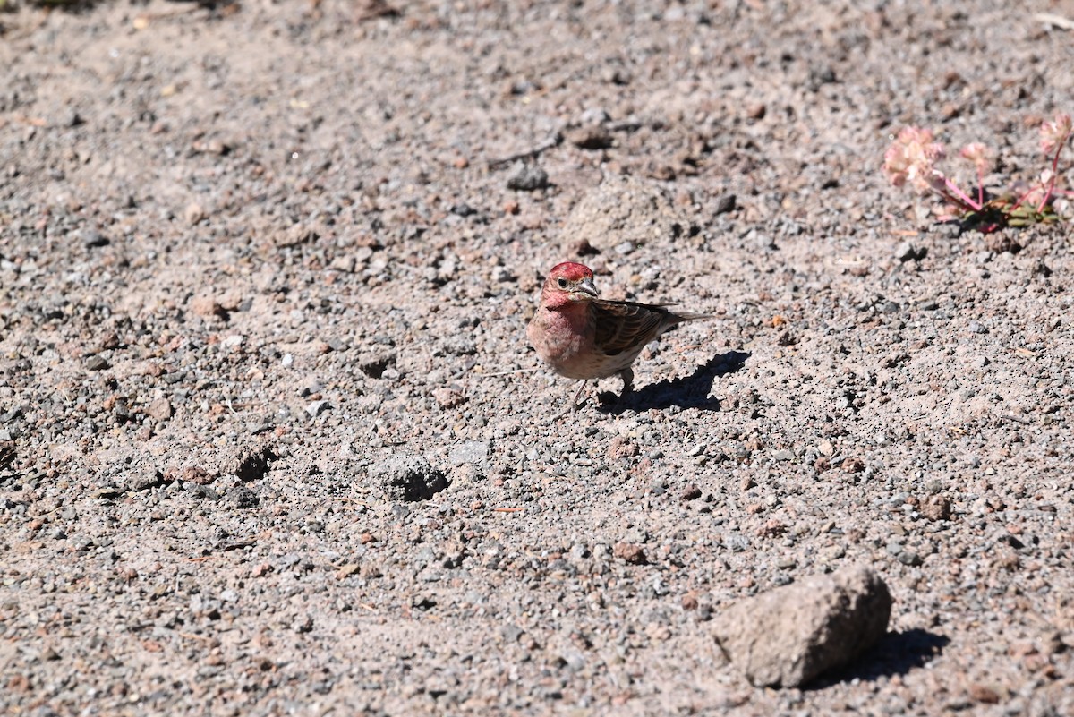 rødkronerosenfink - ML639594572