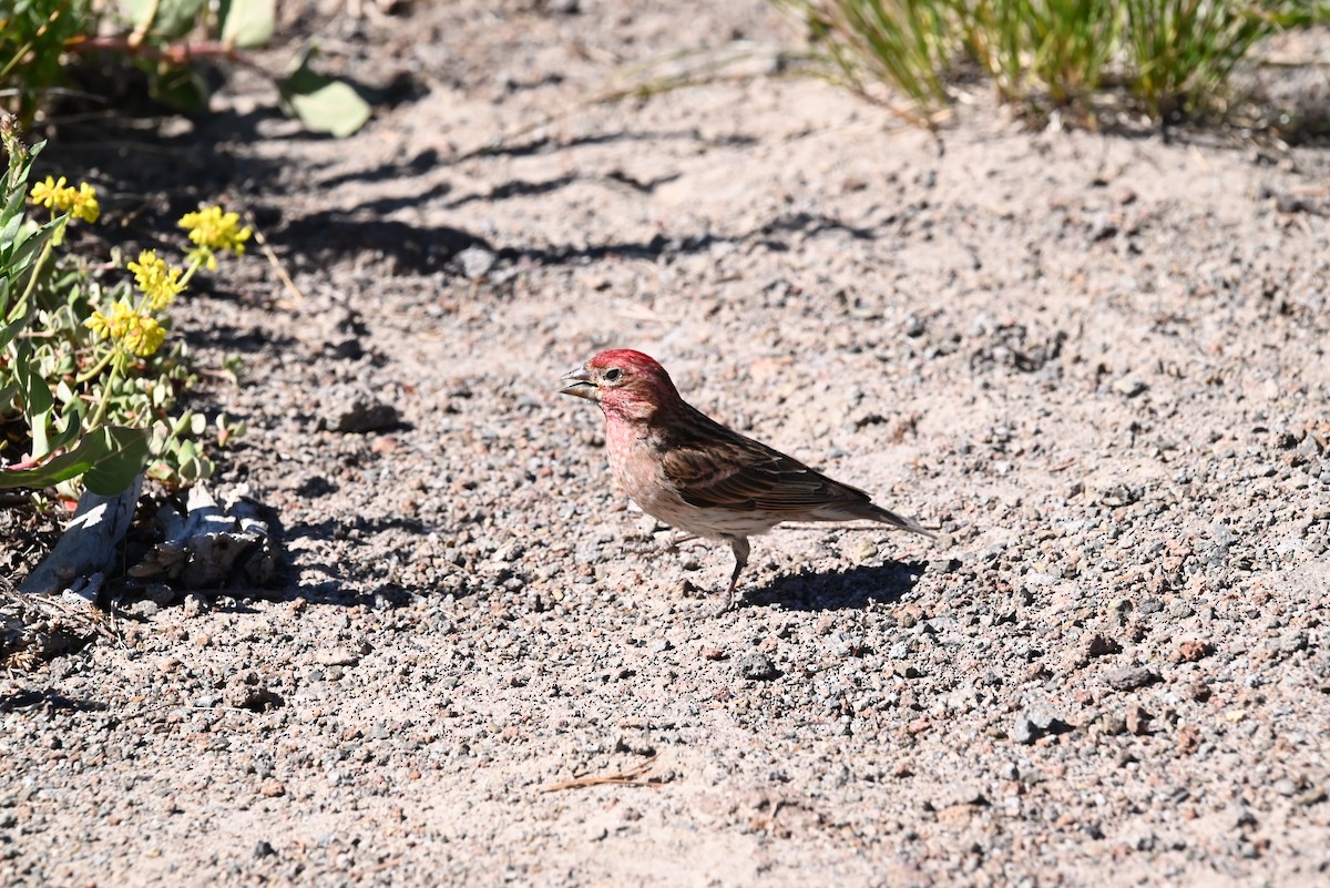 rødkronerosenfink - ML639594573