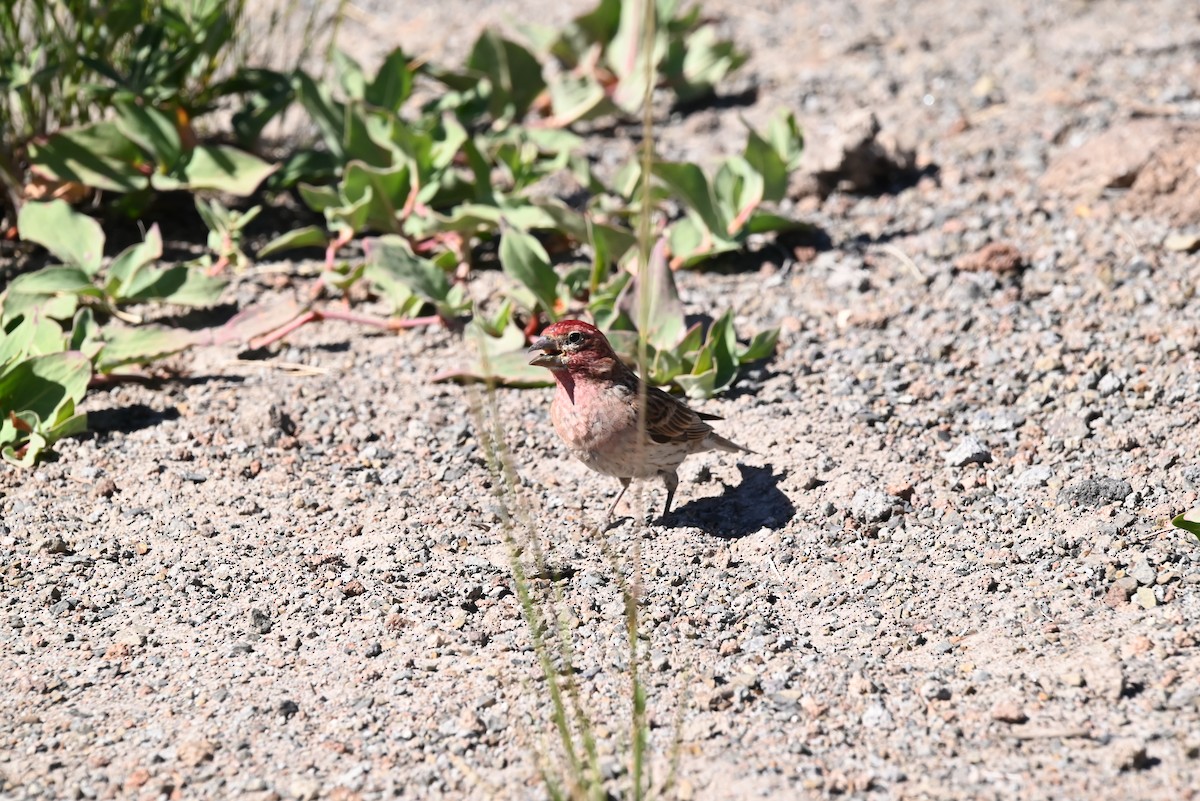 rødkronerosenfink - ML639594574