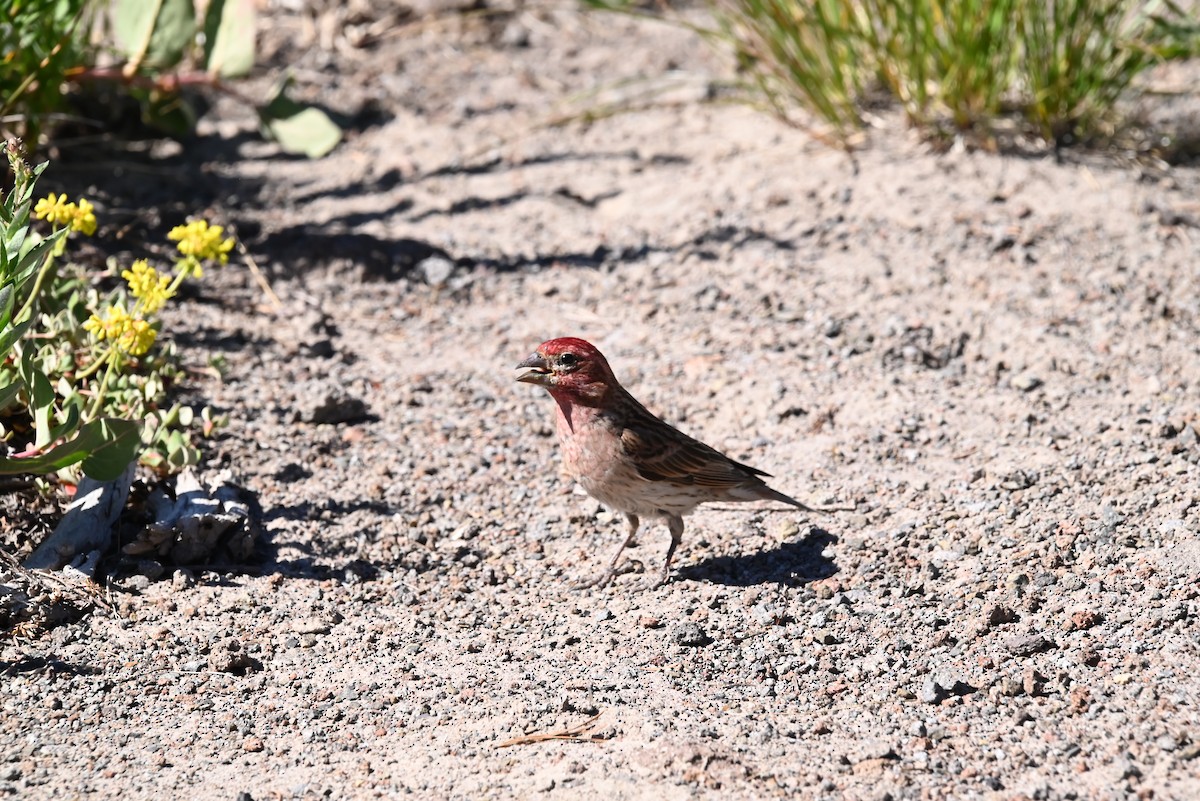 rødkronerosenfink - ML639594575