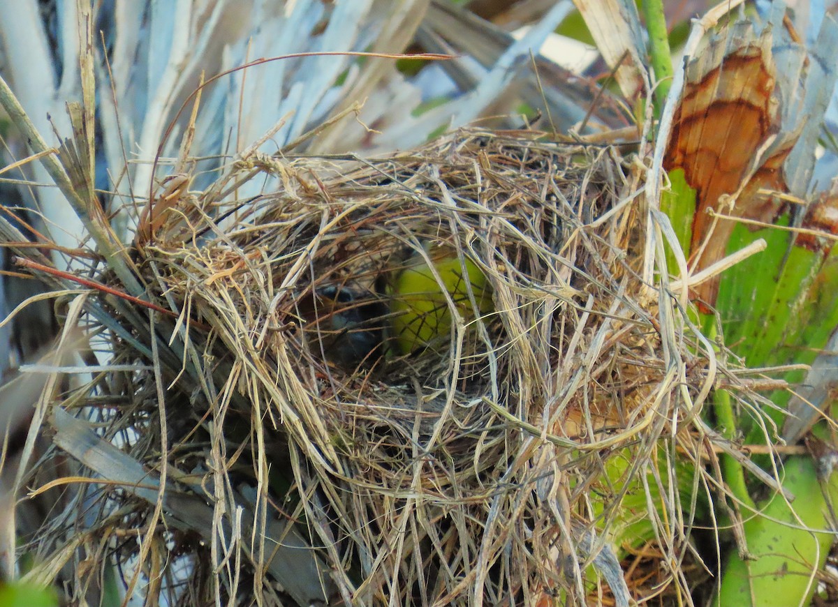 Social Flycatcher - ML639594617