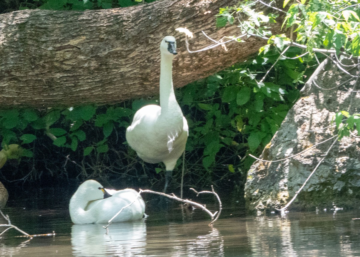 Tundra Swan (Whistling) - ML639594704