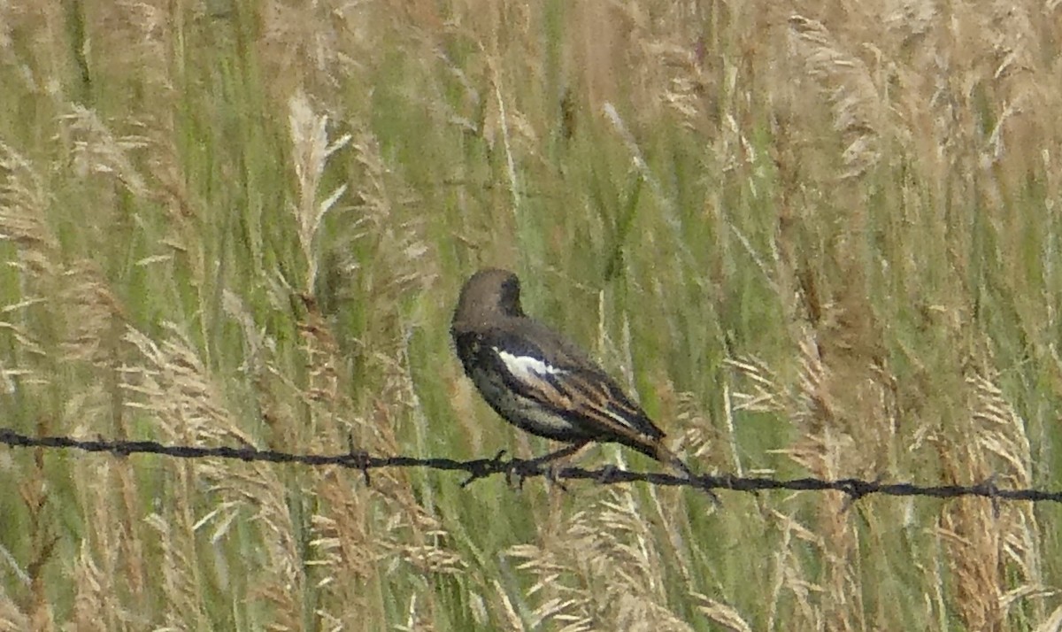 Lark Bunting - ML639594749