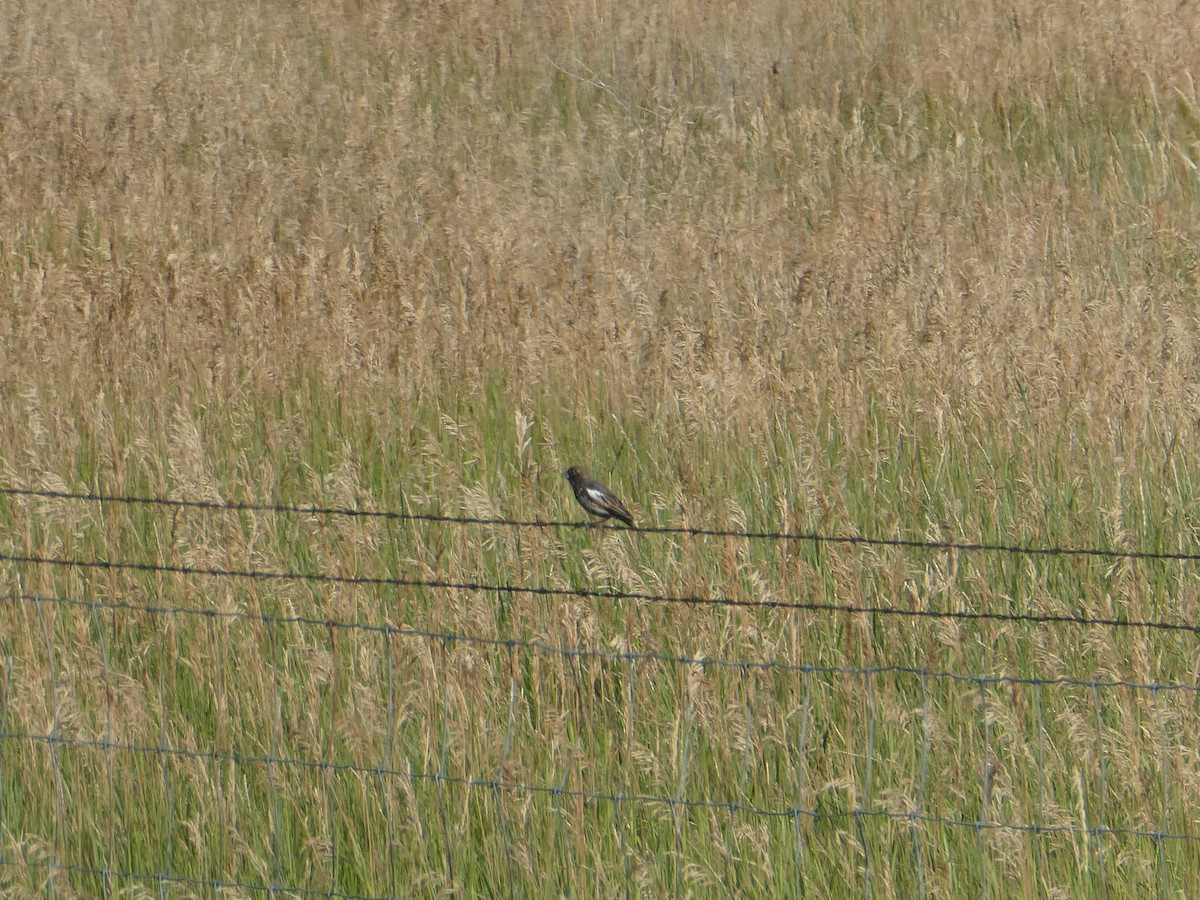 Lark Bunting - ML639594750