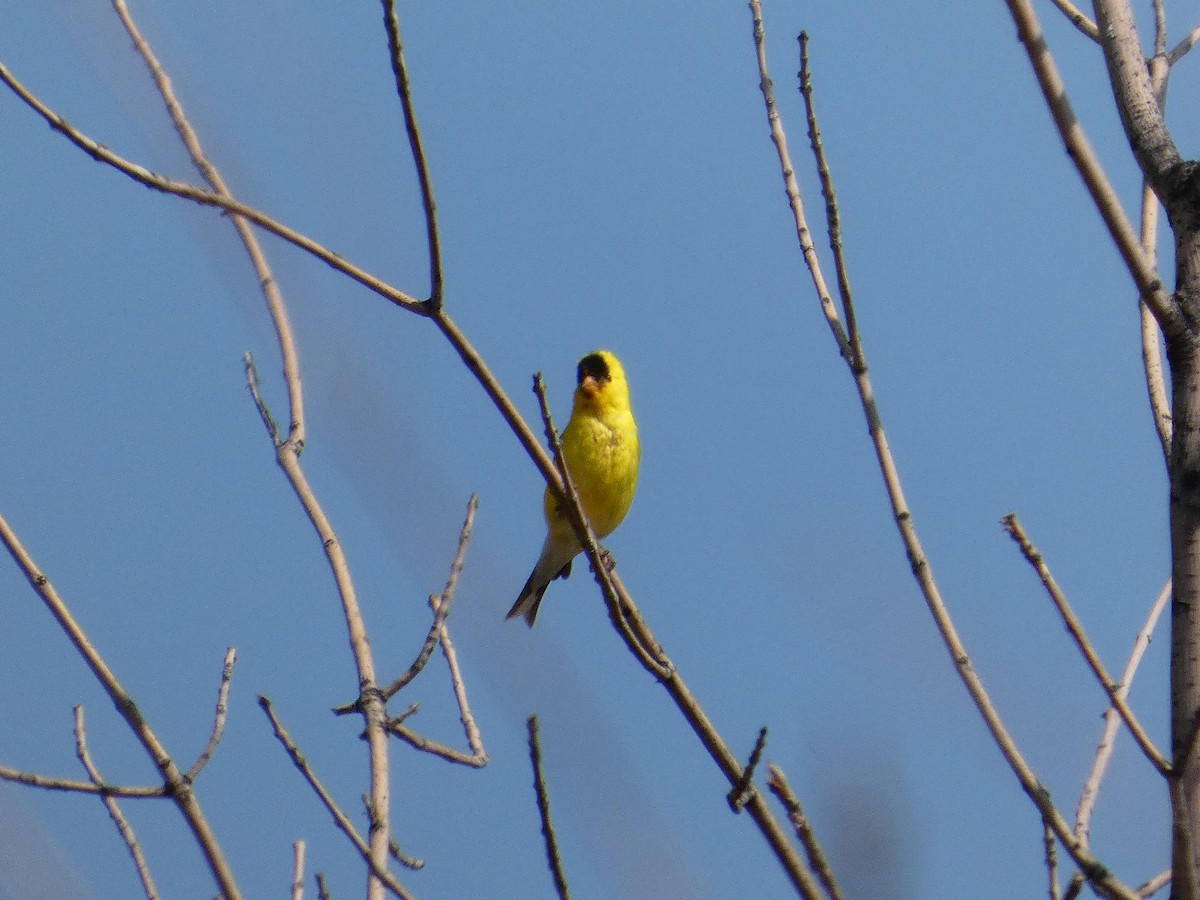 American Goldfinch - ML639594792
