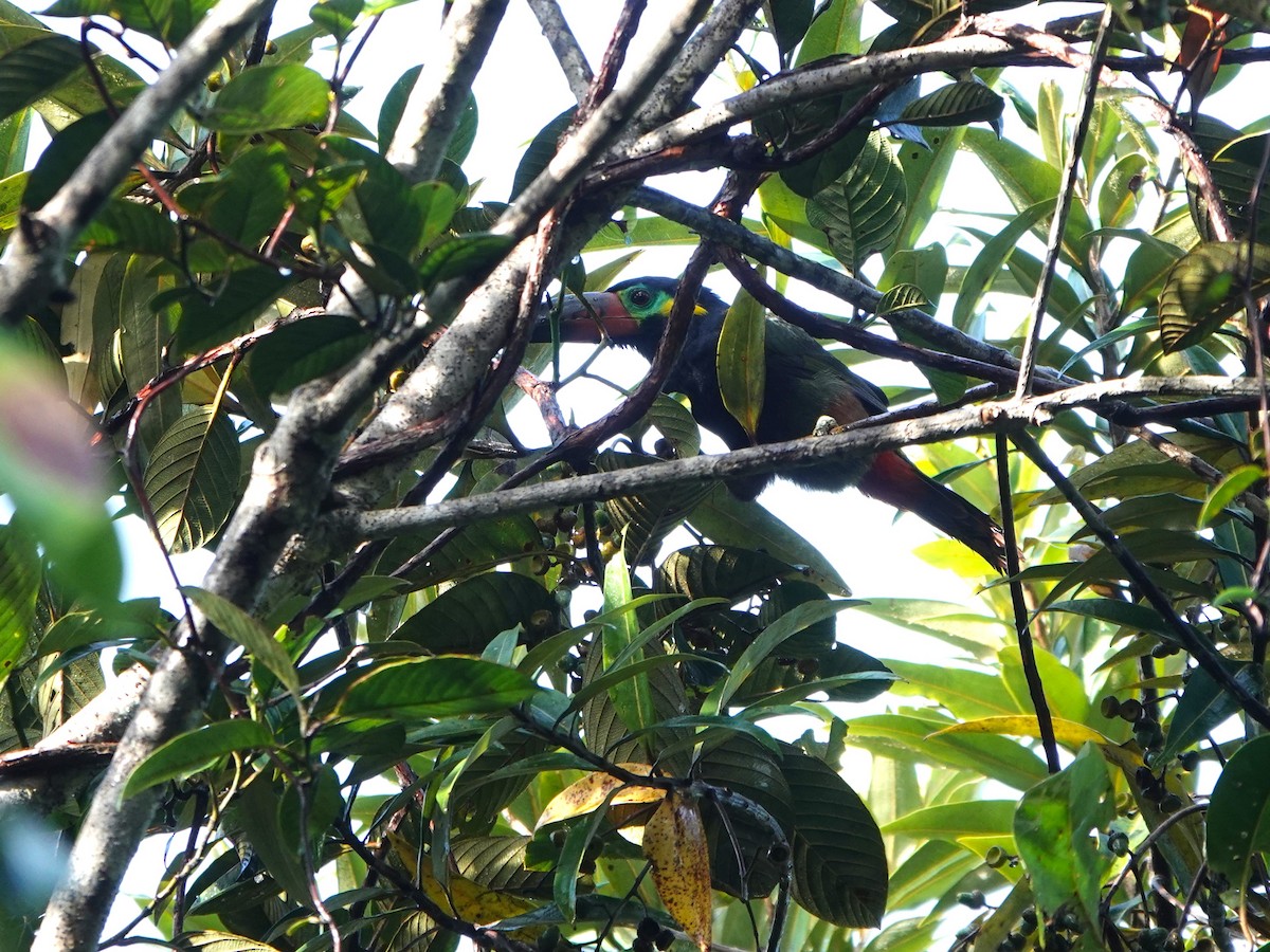 Guianan Toucanet - ML639594796