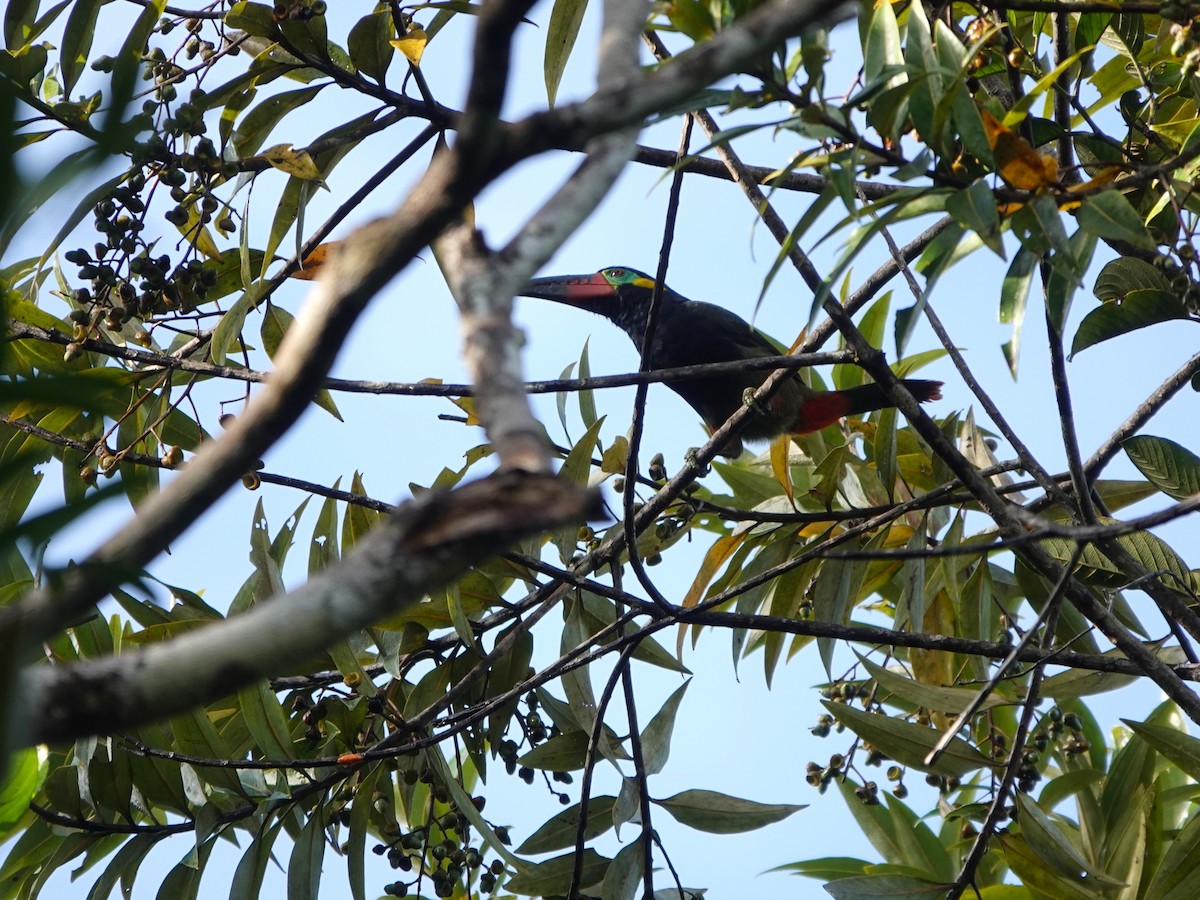 Guianan Toucanet - ML639594797
