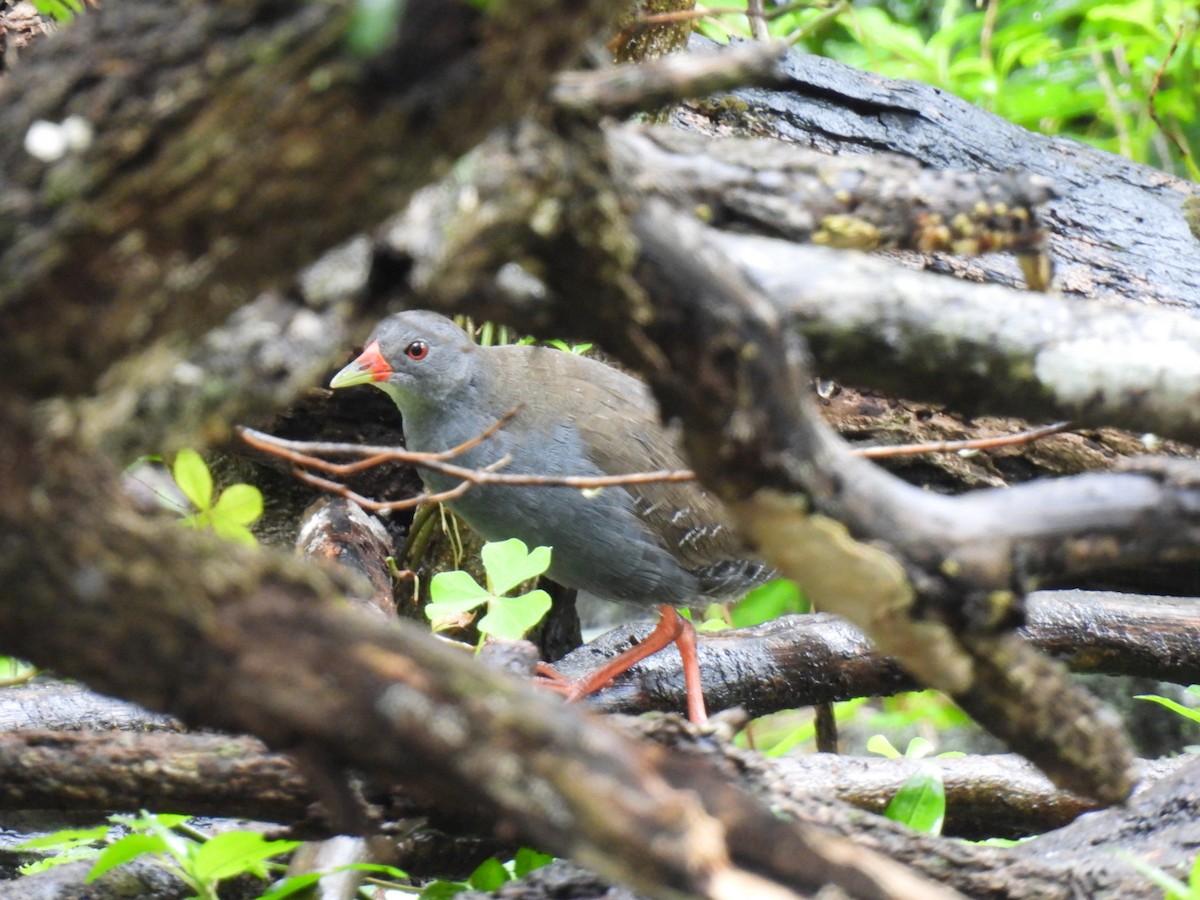 Paint-billed Crake - ML639594798