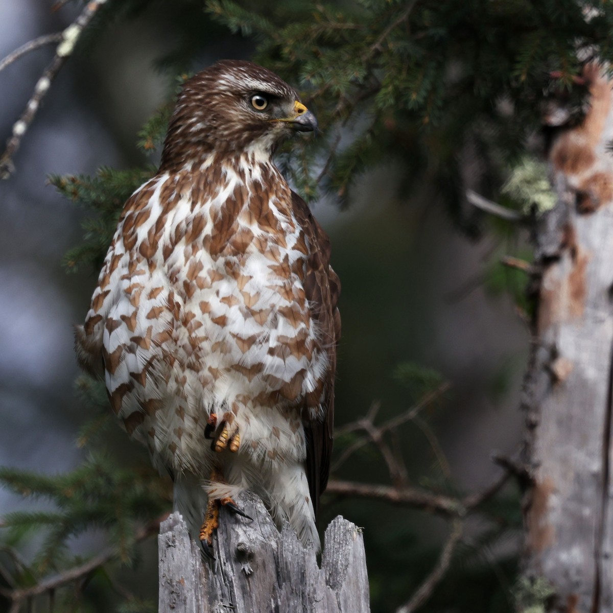 Broad-winged Hawk - ML639594833