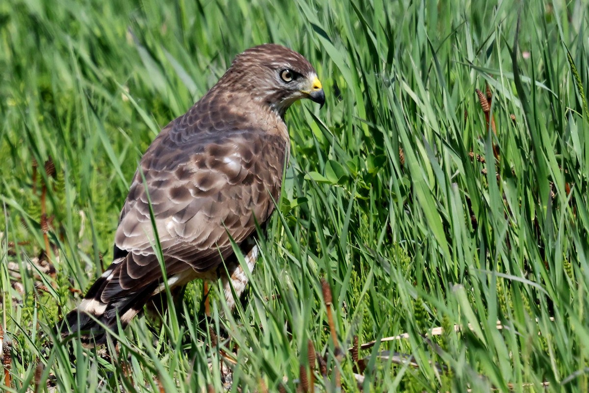 Broad-winged Hawk - ML639594834