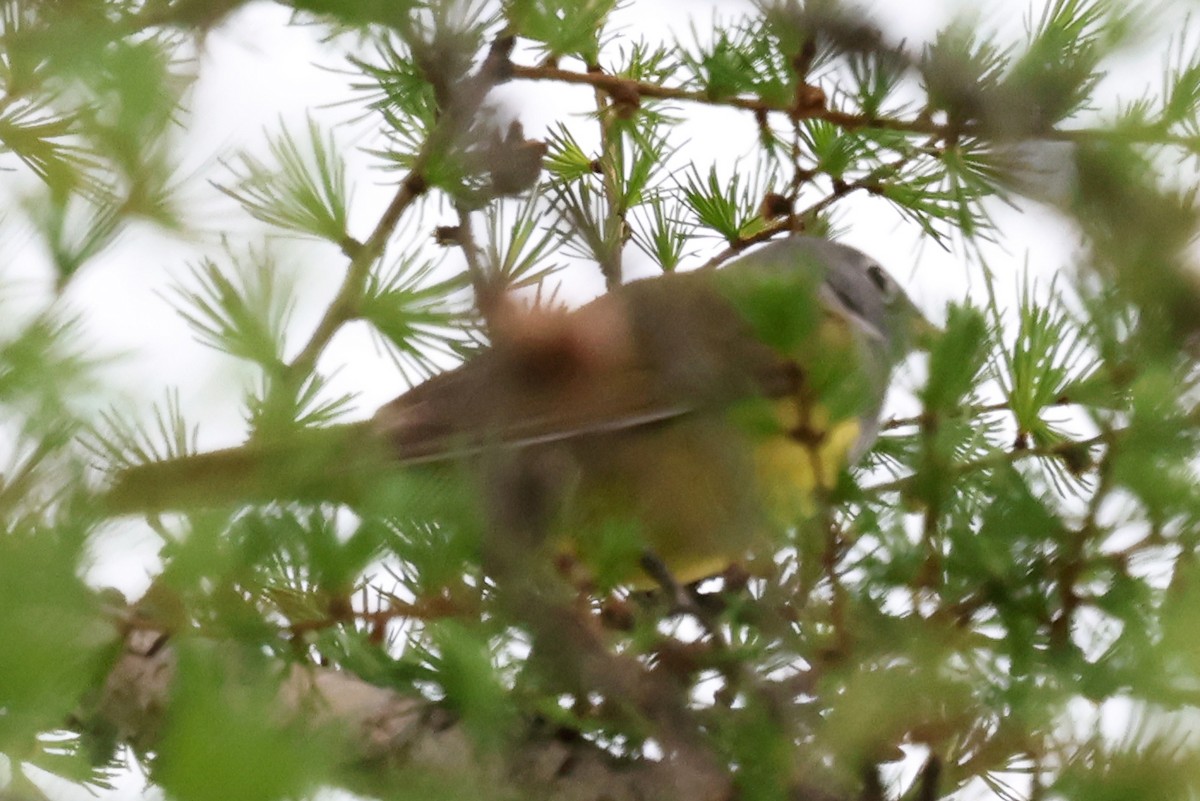 Connecticut Warbler - ML639594846