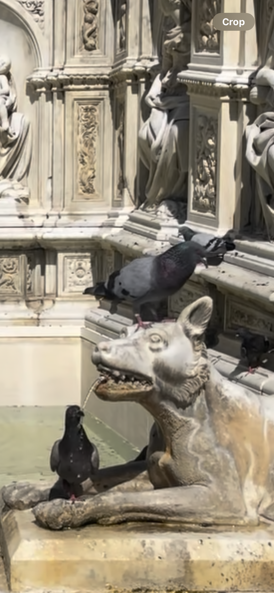 Rock Pigeon (Feral Pigeon) - ML639594847