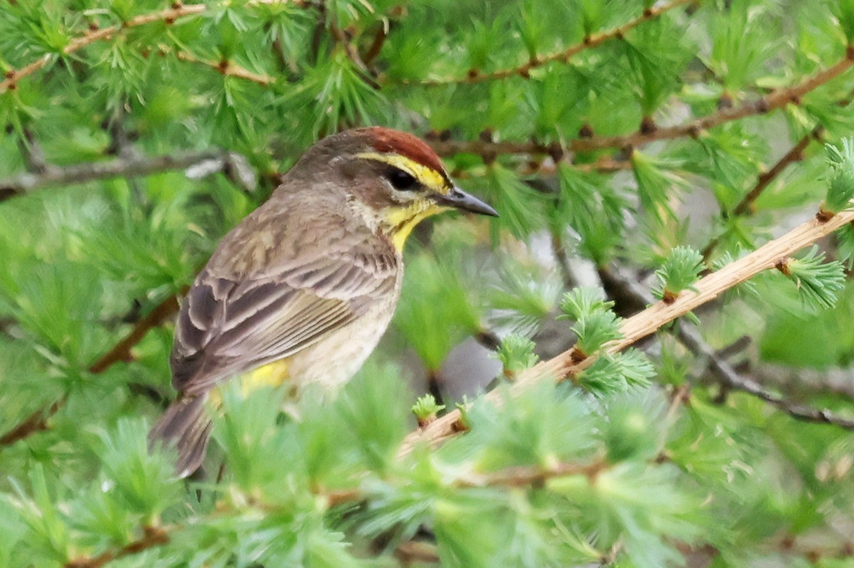 Palm Warbler - ML639594852