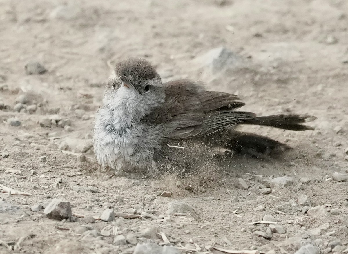 Bewick's Wren - ML639594888