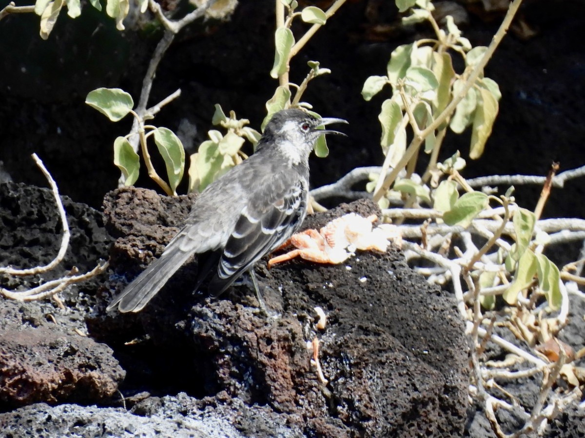 Floreana Mockingbird - ML639594902