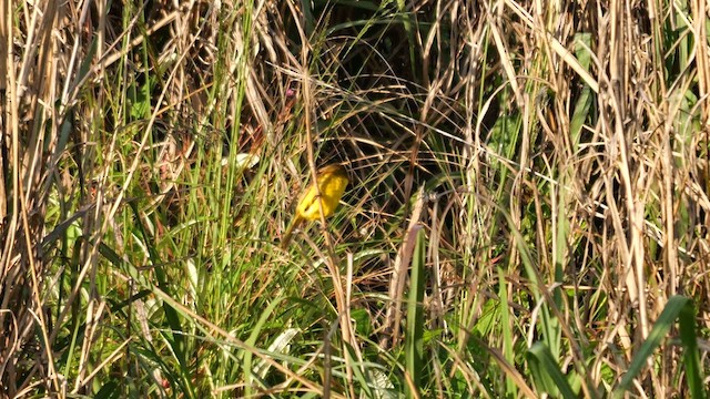 African Yellow-Warbler - ML639594961