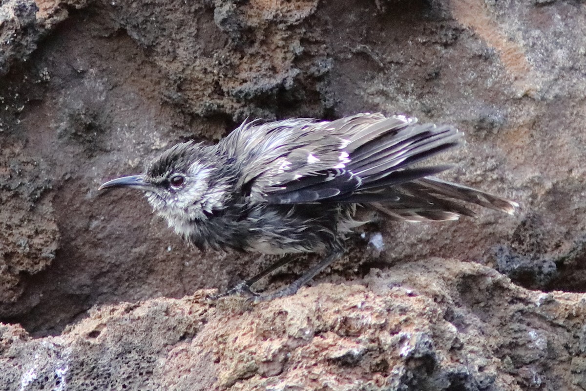 Floreana Mockingbird - ML639594968