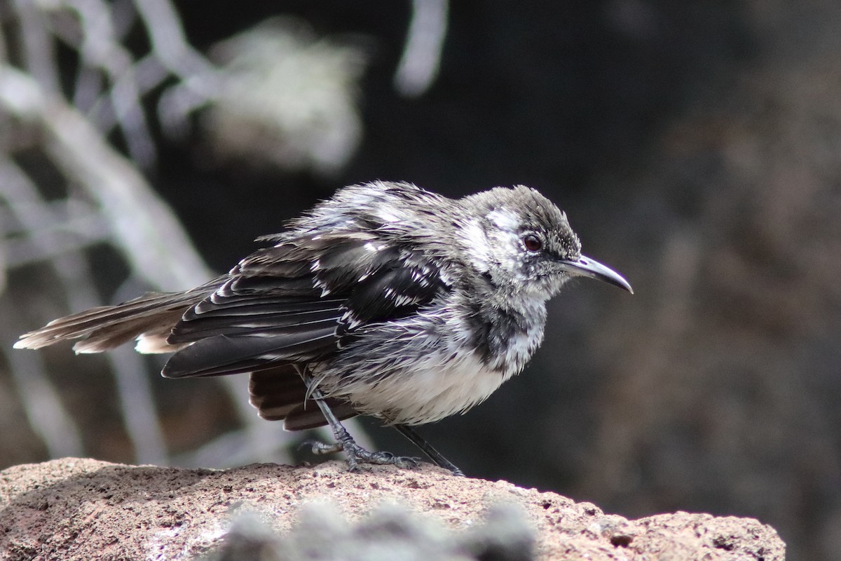 Floreana Mockingbird - ML639594969