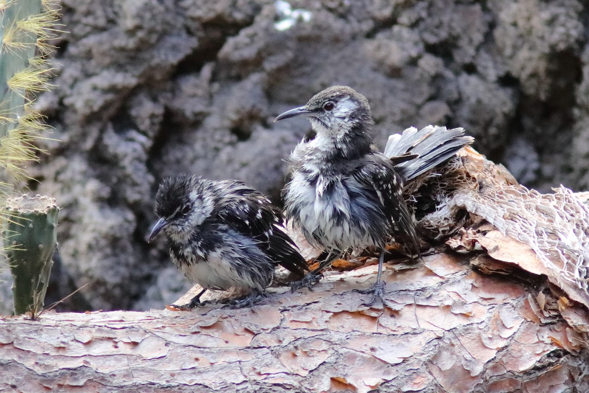 Floreana Mockingbird - ML639594970