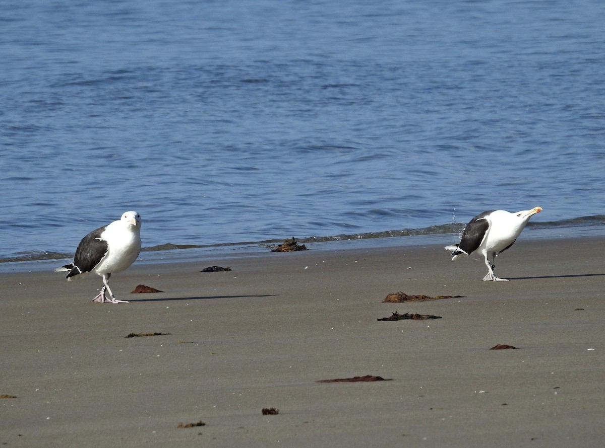 Great Black-backed Gull - ML639594975