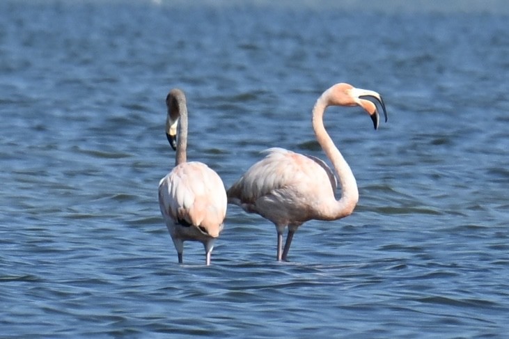 American Flamingo - ML639594996