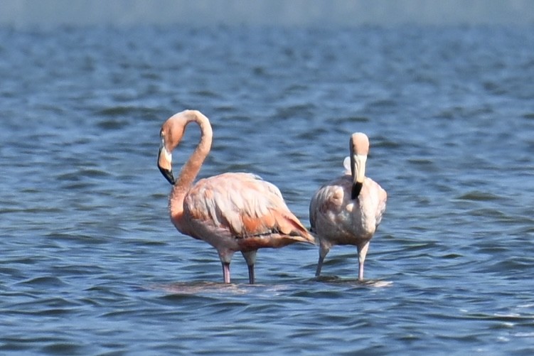 American Flamingo - ML639594997