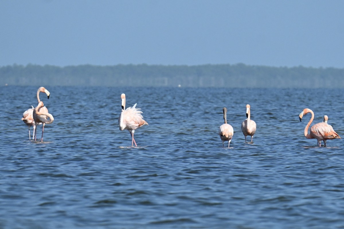 American Flamingo - ML639594998